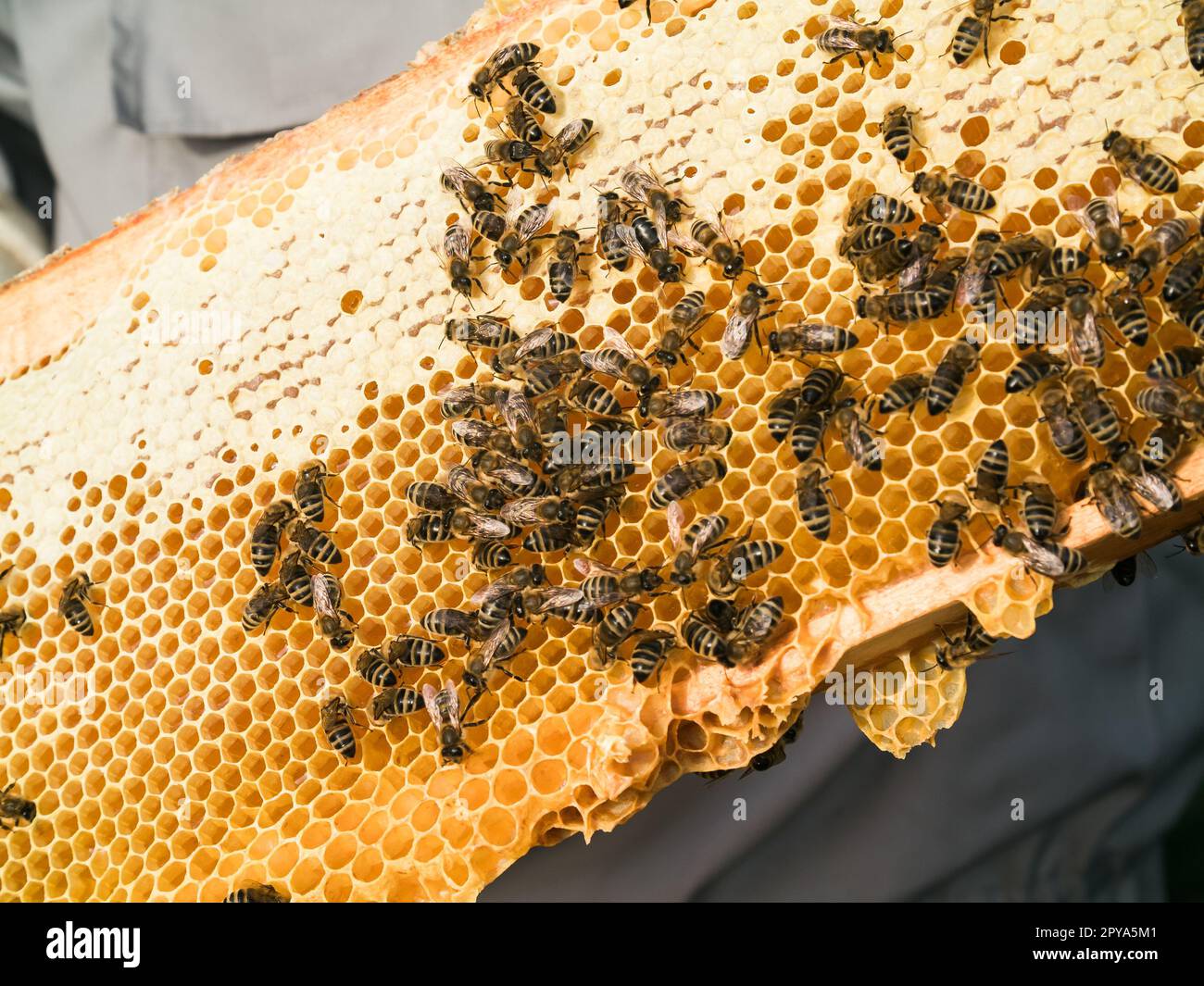 Bienenwaben mit Honig und Bienen. Bienenzucht aus der Nähe Stockfoto
