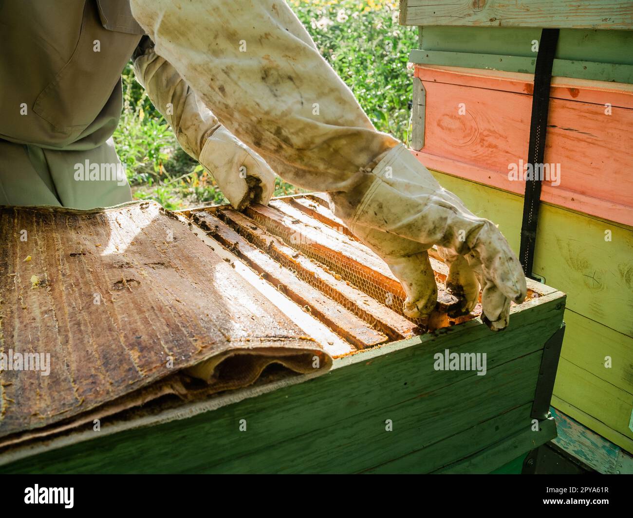 Bienenzüchter, der Waben aus dem Bienenstock entfernt. Person im Imkeranzug, die Honig aus dem Bienenstock nimmt. Bauer trägt Bienenanzug und arbeitet mit Wabenholz in der Bienenkammer. Bienenzucht auf dem Lande - ökologischer Landbau Stockfoto