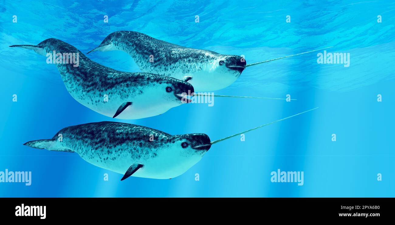 Narwal Wale Leben in sozialen Gruppen genannt, Hülsen und im arktischen Ozean und die Männchen haben einen Stoßzahn. Stockfoto