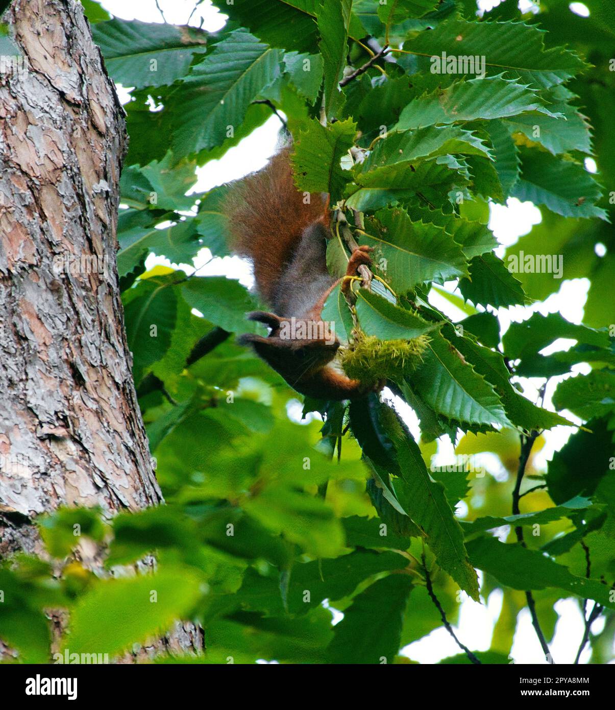 Rotes braunes Eichhörnchen im Baum zwischen grünen Blättern. Nagetier aus der Wildnis. Tierfoto Stockfoto