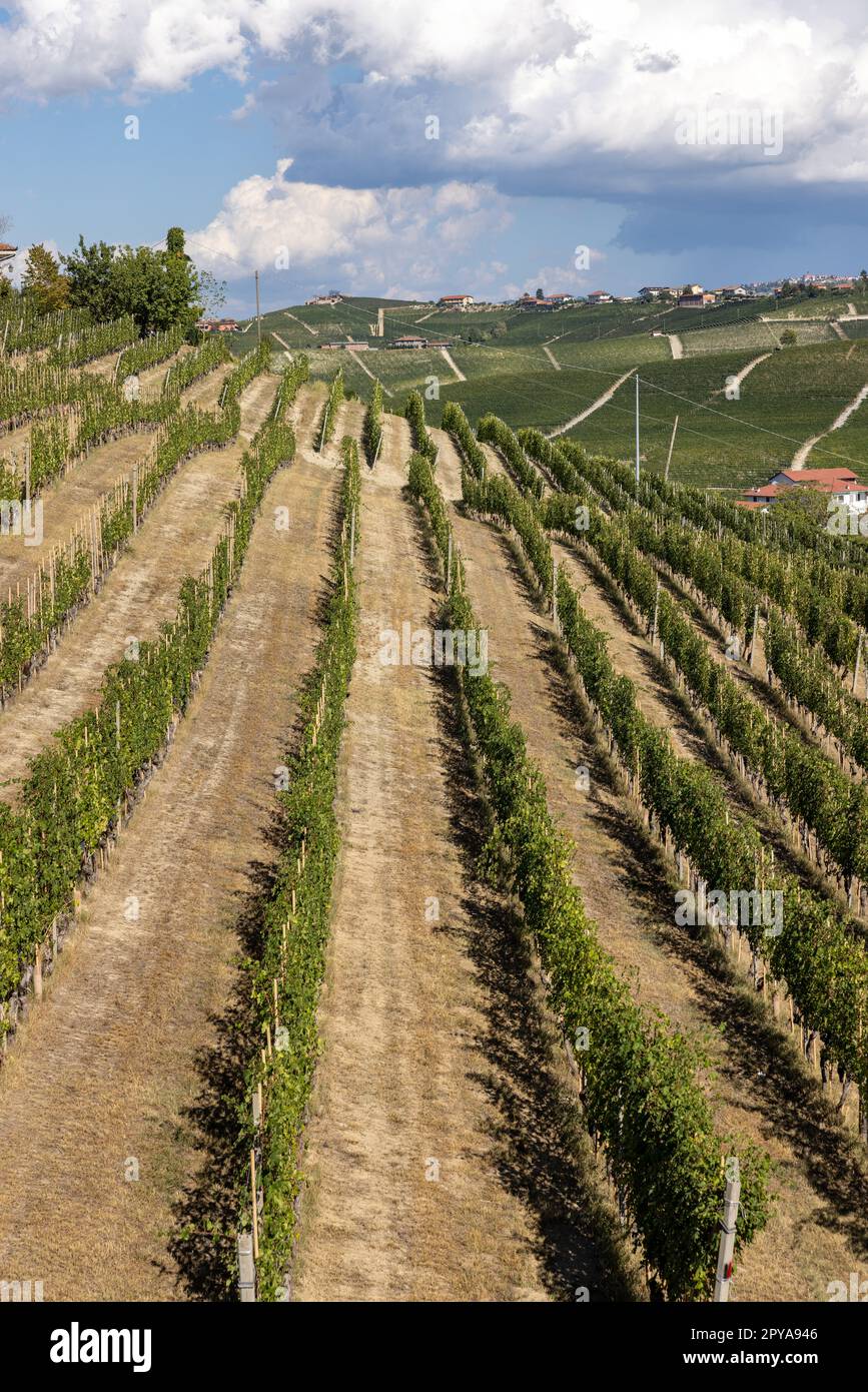 Langhe Vineyards in der Nähe von Barolo, UNESCO-Weltkulturerbe, Piemont, Italien Stockfoto