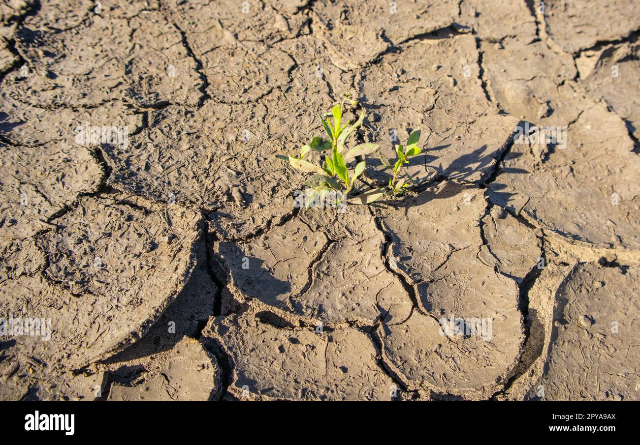 Pflanzen in trockenem Schlamm, Hintergrund von trockener gerissener Erde, getrockneter Erde, Struktur von Erdschlamm, Wüste, globale Erwärmung, Klimawandel Stockfoto