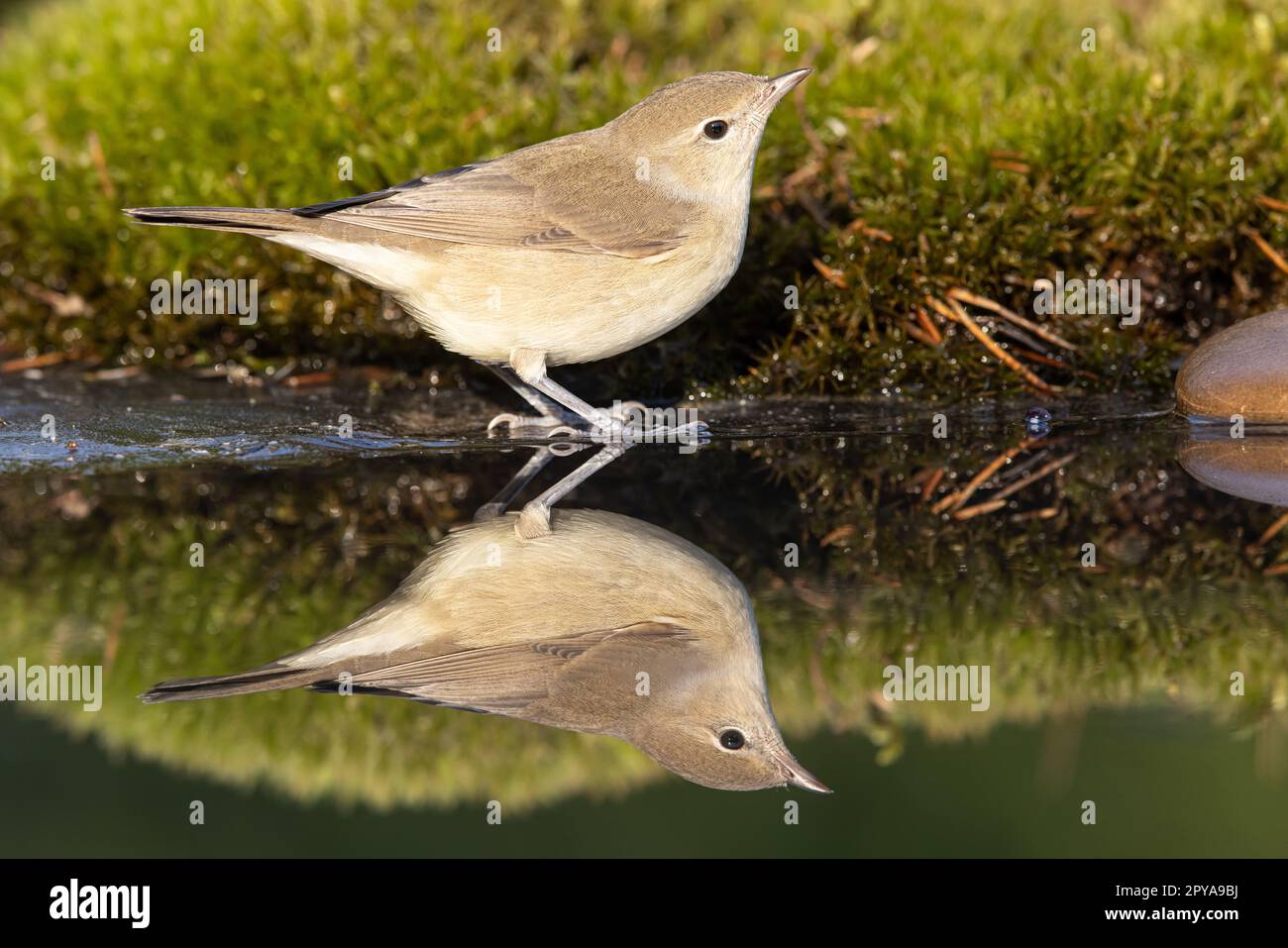 Holzstampfer, Phylloscopus sibilatrix. Ein wunderschöner Vogel schwimmt und sieht die Reflexion im Wasser Stockfoto