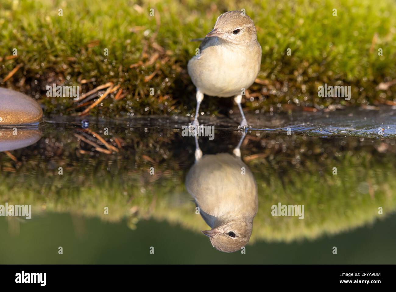 Holzstampfer, Phylloscopus sibilatrix. Ein wunderschöner Vogel schwimmt und sieht die Reflexion im Wasser Stockfoto