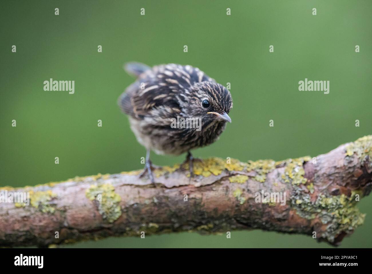 Junger gemeiner Redstart, Phoenicurus phoenicurus. Ein wunderschöner Vogel in der natürlichen Umgebung Stockfoto