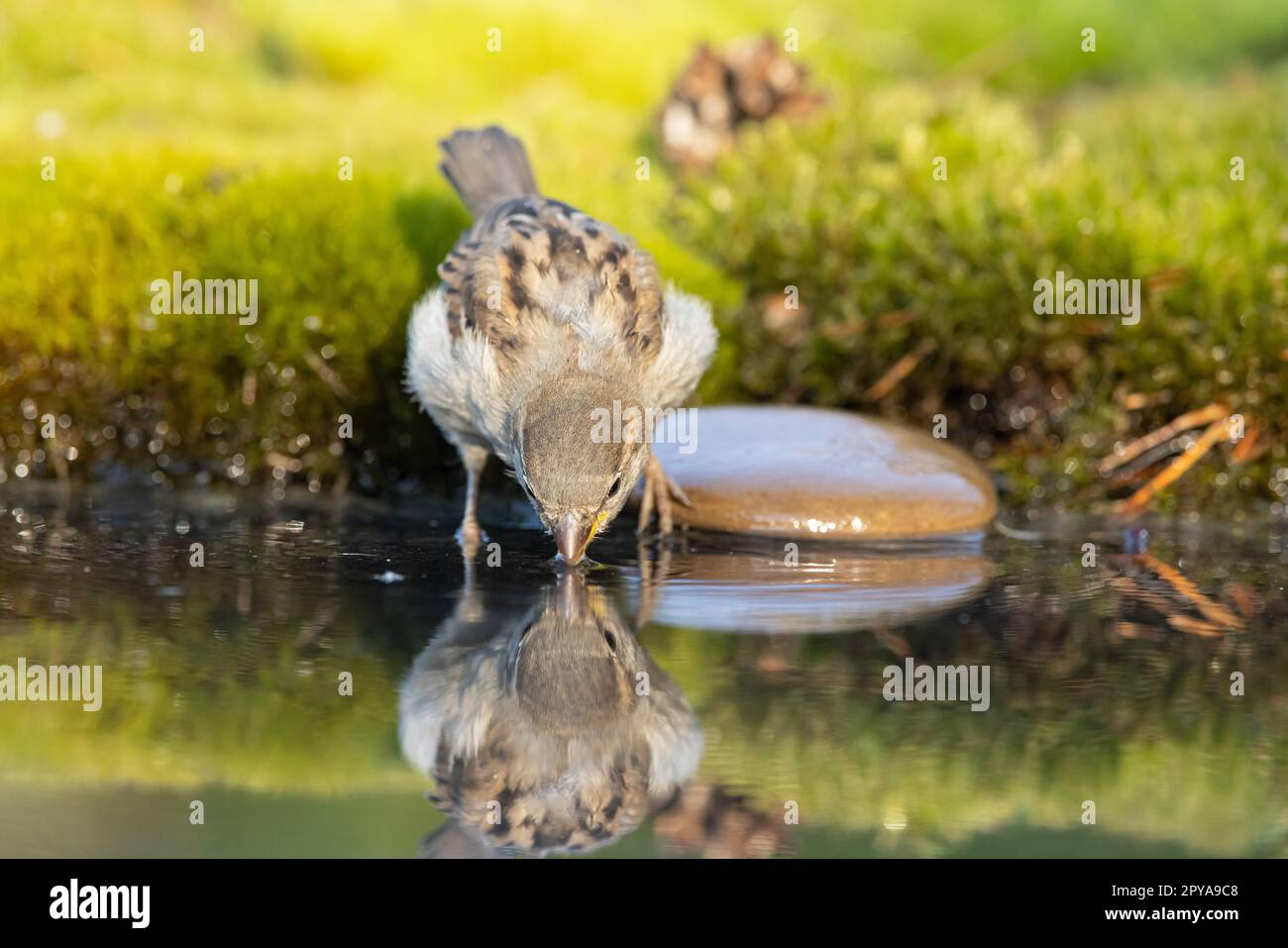 Spatz, Passer domesticus. Ein schöner Spatz in einer natürlichen Umgebung Stockfoto