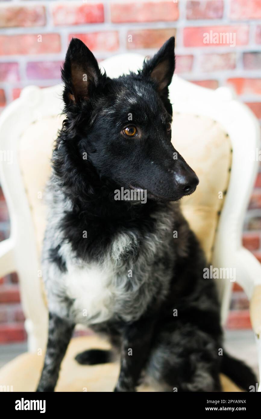 Schwarzer weißer Hund an Backsteinwand, Mudi, Studioaufnahme Stockfoto
