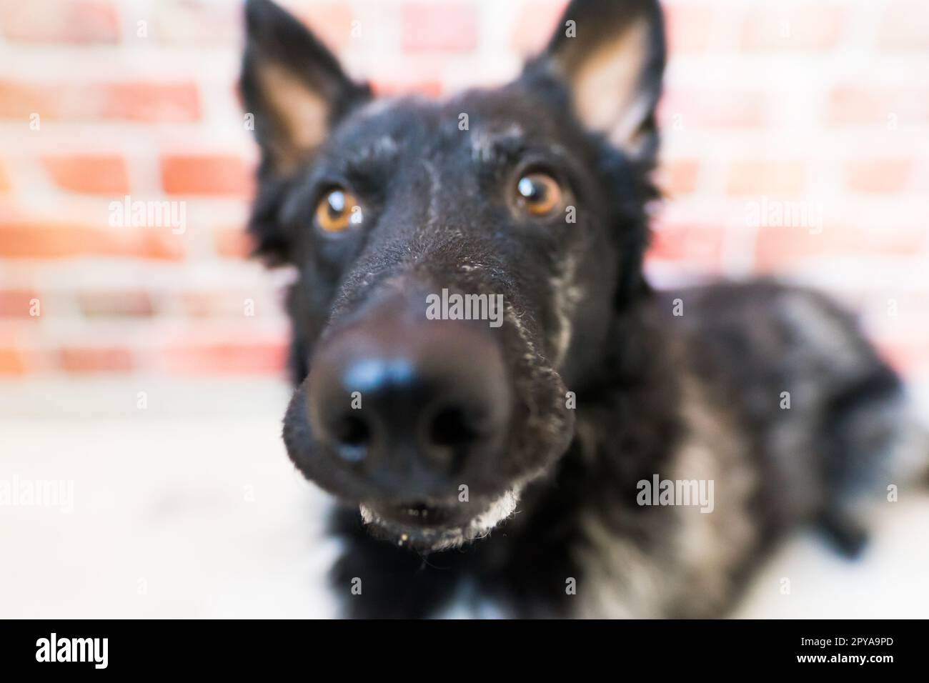 Schwarzer weißer Hund an Backsteinwand, Mudi, Studioaufnahme Stockfoto