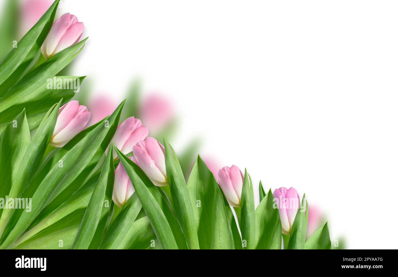Pinke Tulpe mit grünen Blättern auf pinkfarbenem Hintergrund. Frohe Feiertage im Hintergrund Stockfoto