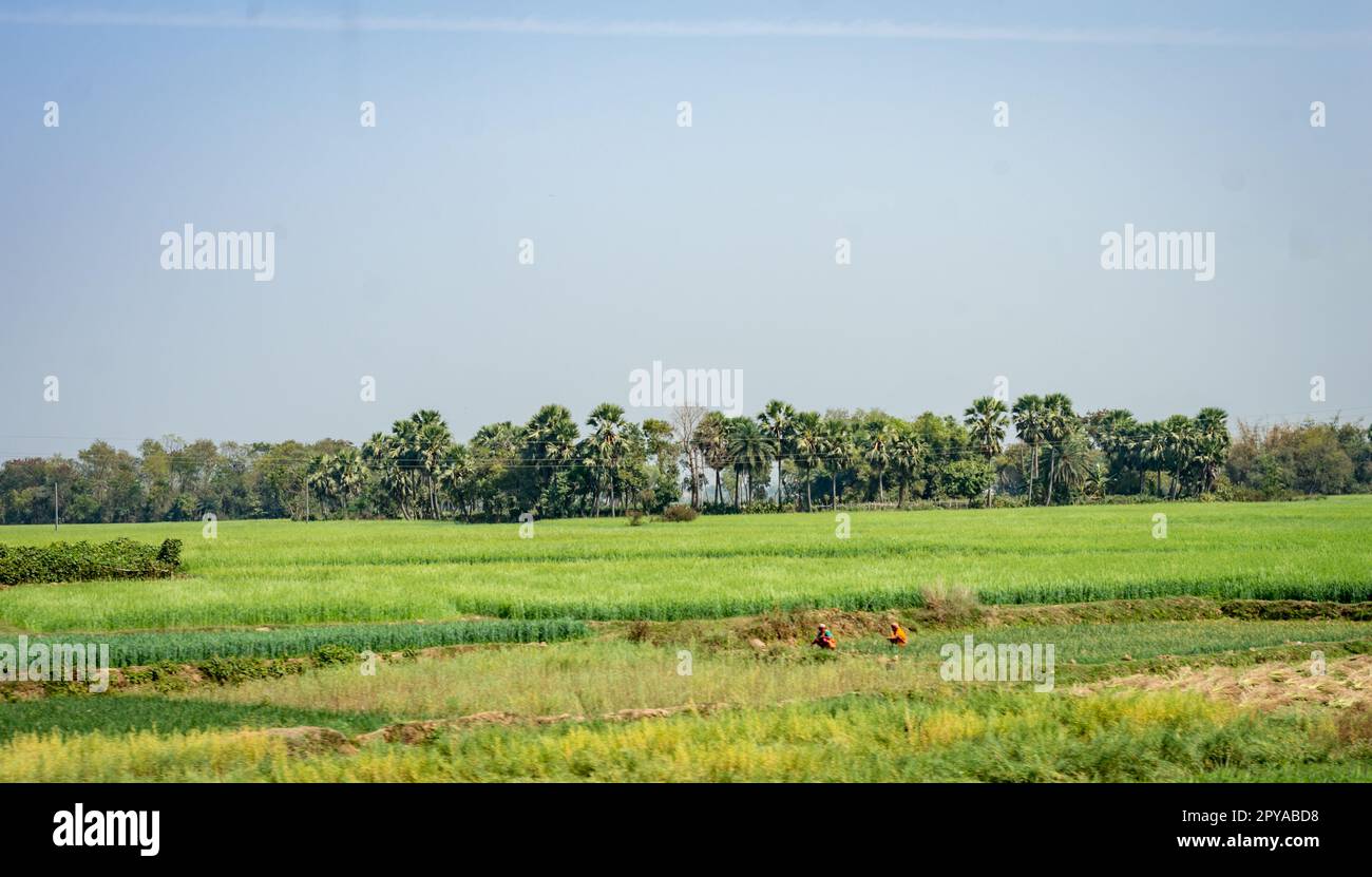 Bäume am Horizont, grüne Reisfelder im Vordergrund und blauer Himmel im Hintergrund. Ländliche indische Dorflandschaft. Indien Südasiatisch-Pazifischer Raum Stockfoto