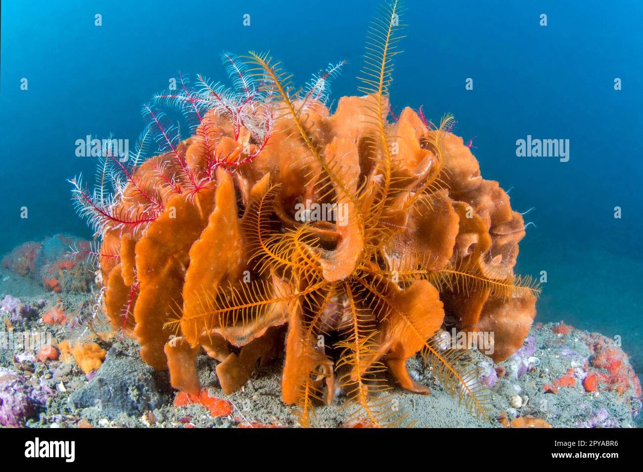 Bryozoan Rose Coral Pentapora fascialis, Golf von Löwe, Frankreich Stockfoto