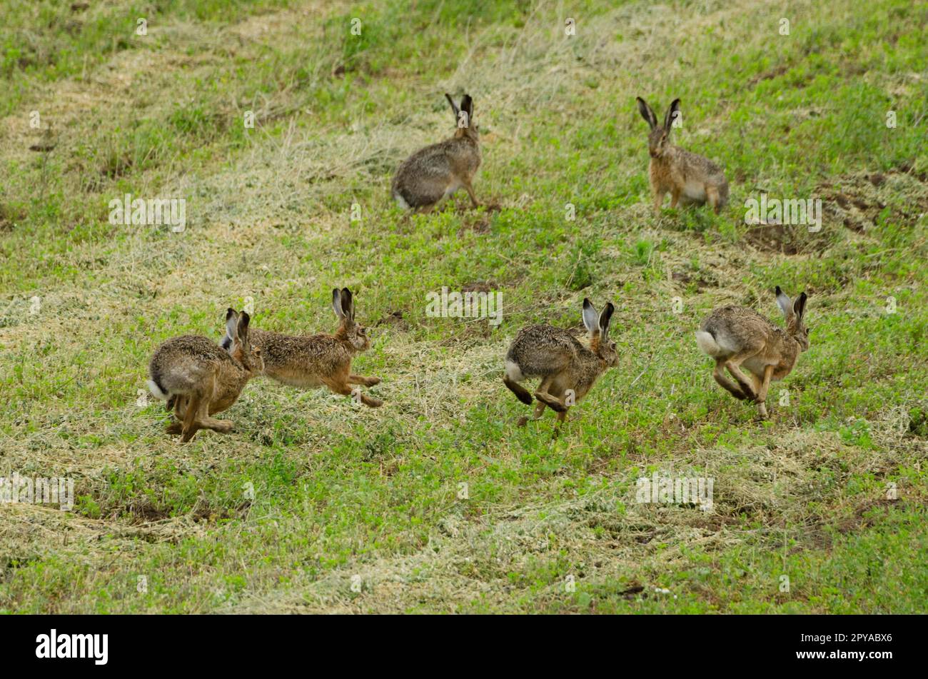 Feldhasen, Rennen Stockfoto