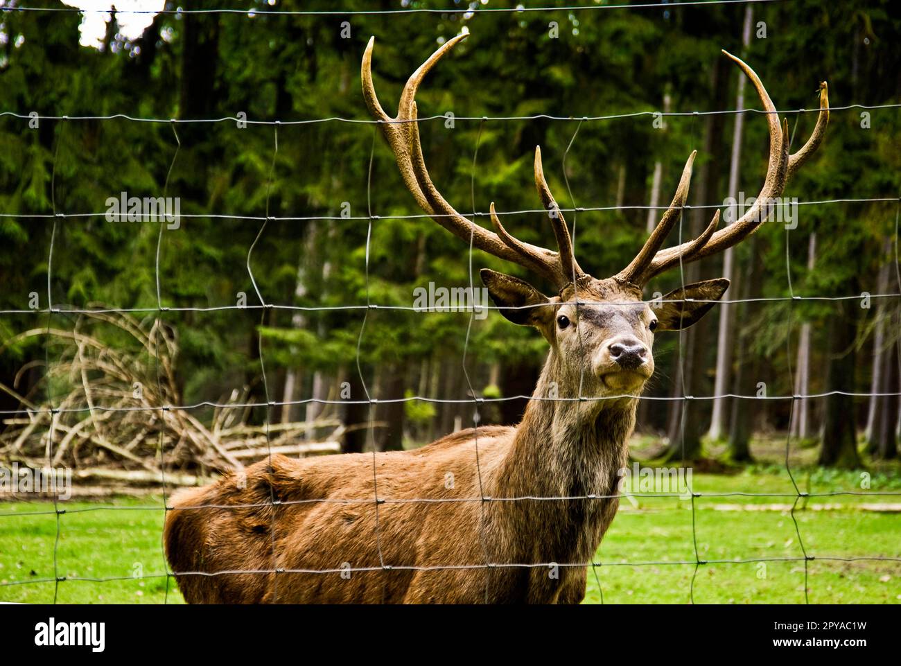 Rotes Reh im Gehege, Wildpark Stockfoto