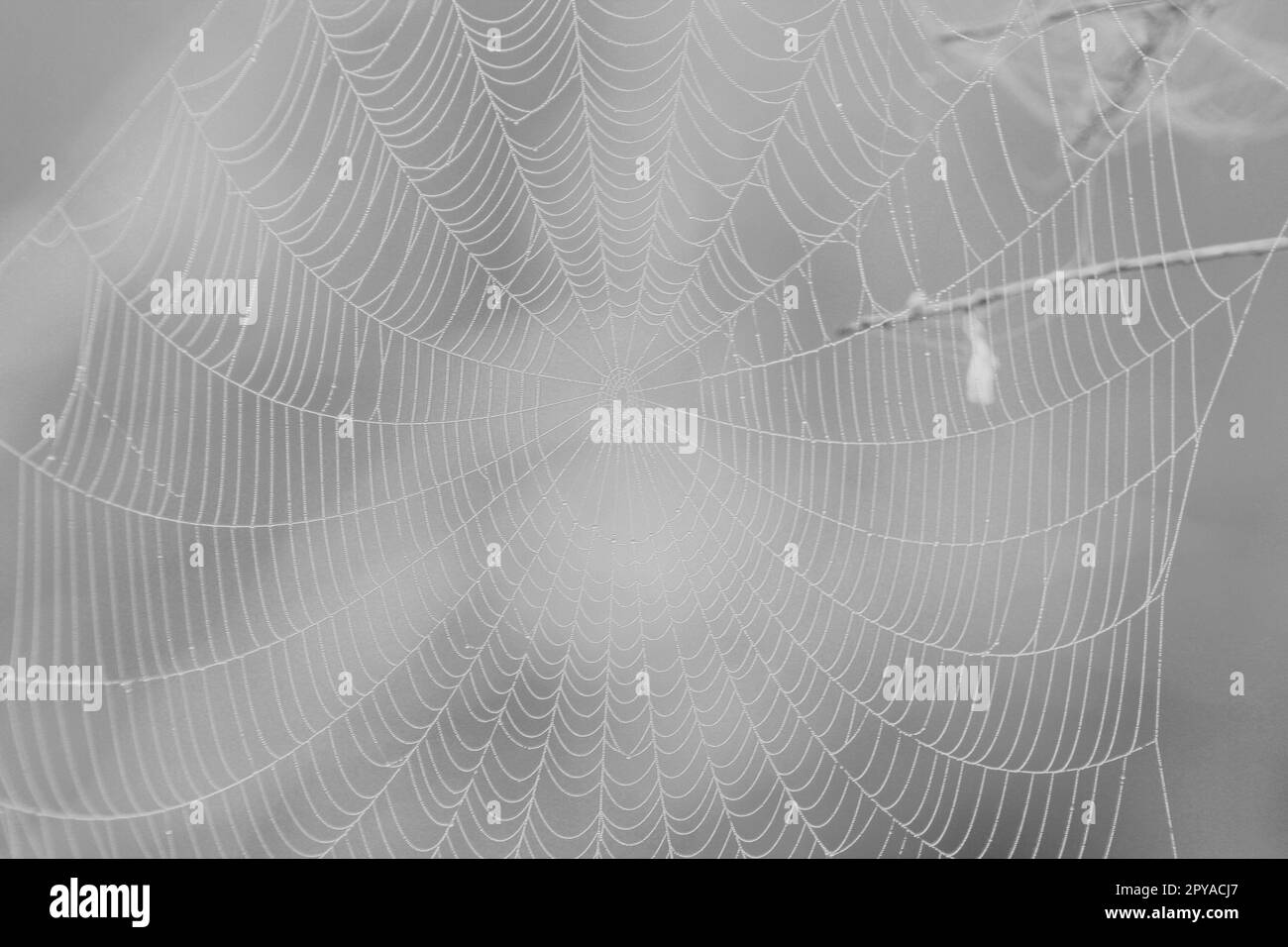 Eine Grauskala eines Spinnennetzes, isoliert auf unscharfem Hintergrund Stockfoto