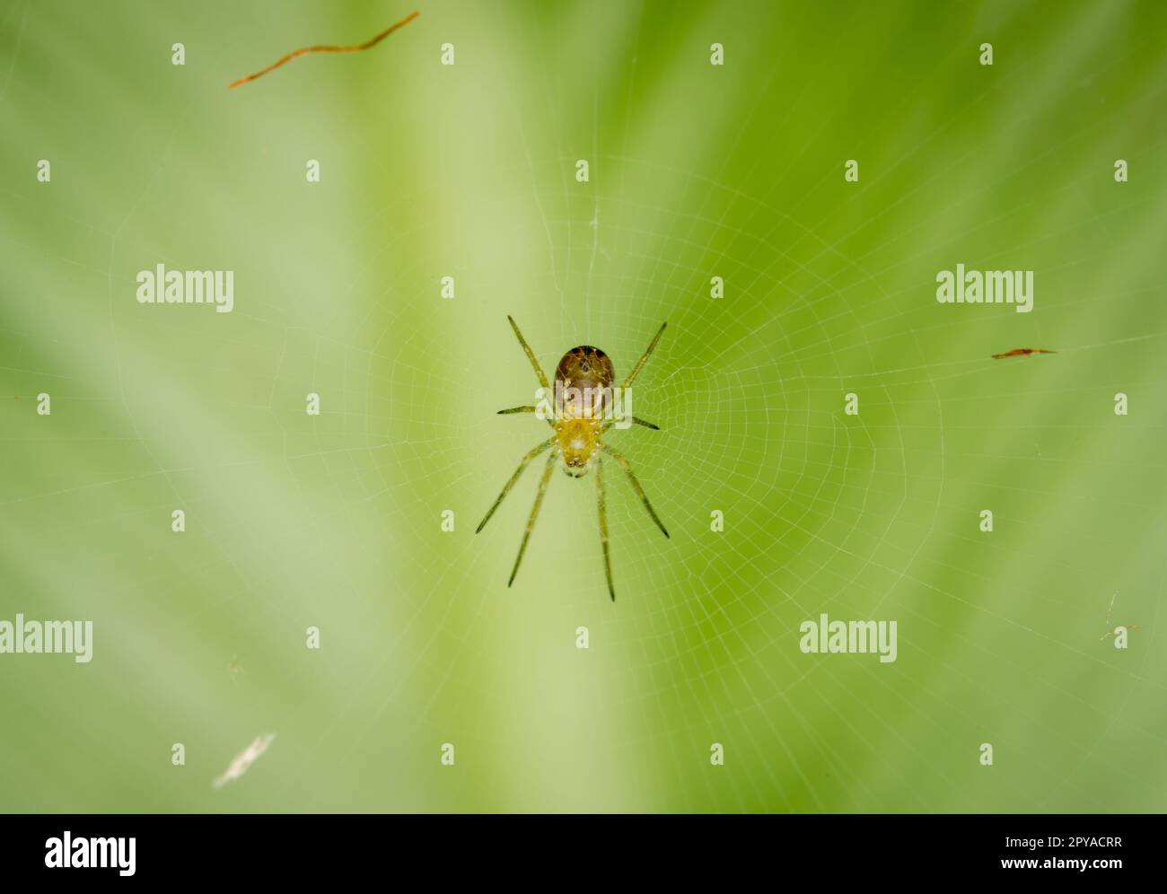 Zaubertrick „The Web“ – Spinne Erscheint Auf Karte, Nahmagie Für Gruselige Überraschungen