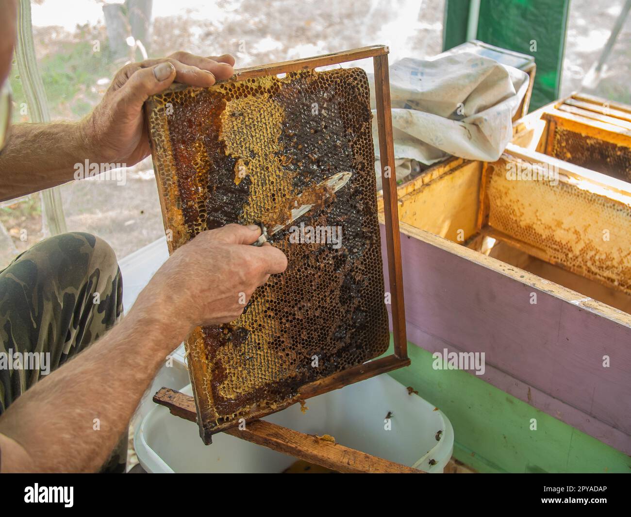 Der Imker schneidet das Wachs mit einem Messer aus dem Honigrahmen. Honig auspumpen. Honig von Bienen versiegelt. Bienenzucht und Öko-Bienenstöcke in der Natur und frischer Honig Stockfoto