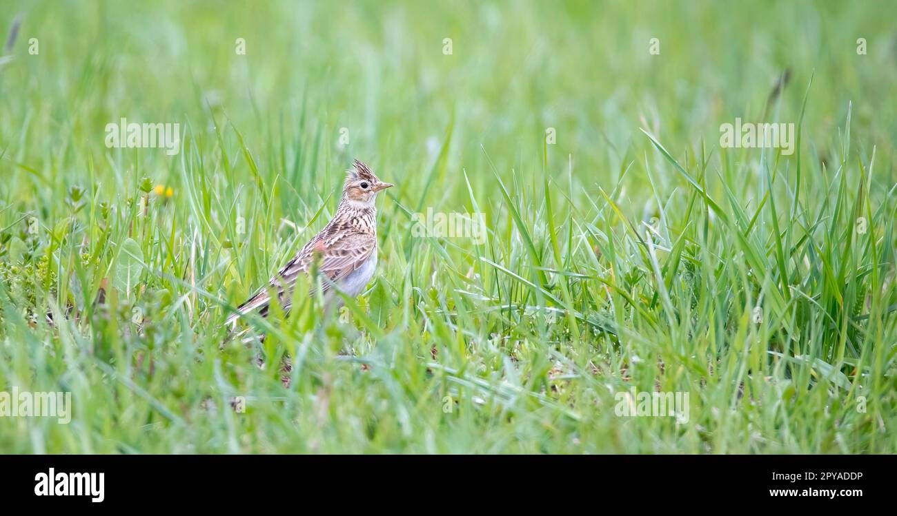 Die eurasische Skylark Alauda arvensis im Flug, das beste Foto. Stockfoto
