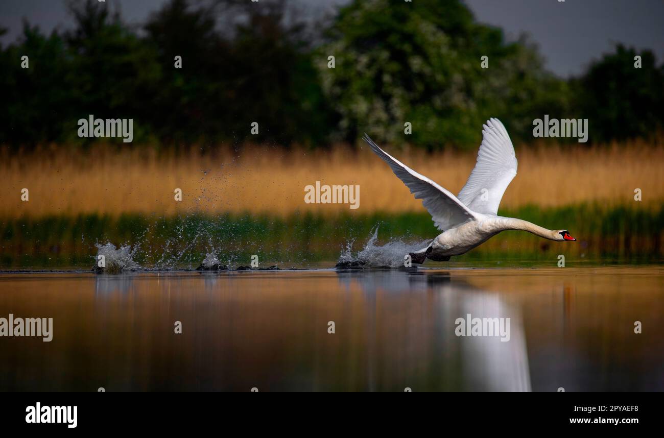 Erstaunlicher Schwan, der versucht, von der Oberfläche des Sees abzuheben, das beste Foto. Stockfoto