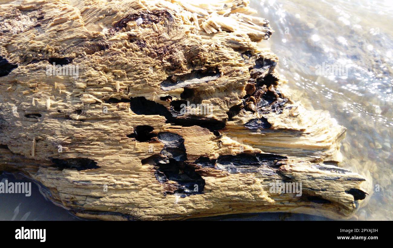 Nahaufnahme von nassem, bröckelndem Holz. Eine Holzoberfläche, die sich über einen langen Zeitraum im Wasser befindet. Das holzige Gleichgewicht schwamm stromabwärts Stockfoto
