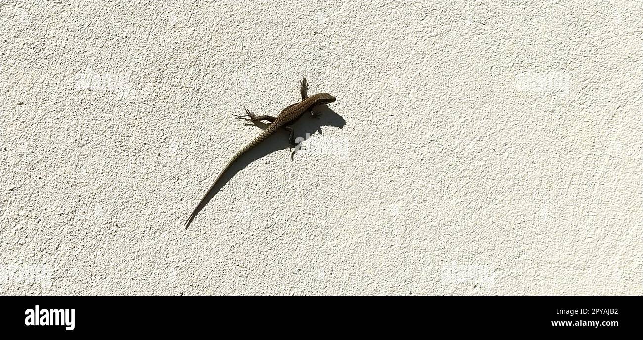 Eidechse an einer weißen Wand. Das braune Reptil bewegt sich auf einer vertikalen Oberfläche und dreht seinen Kopf in Richtung Kamera. Harter Schatten von der Mittagssonne. Tier auf hellem Hintergrund Stockfoto