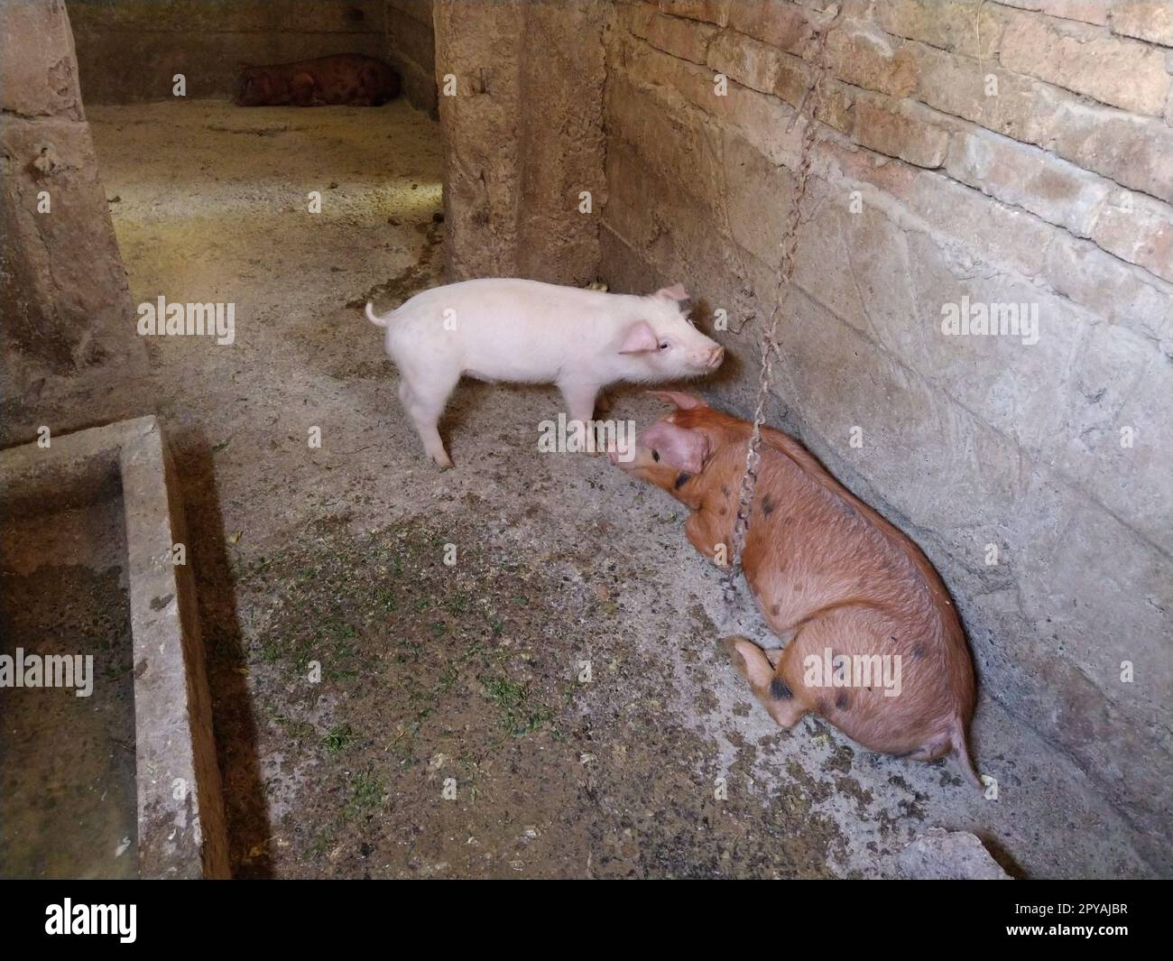 Kleine Schweine in einem Stall. Fröhliche Tiere in der Scheune. Mastschweine. Stockfoto