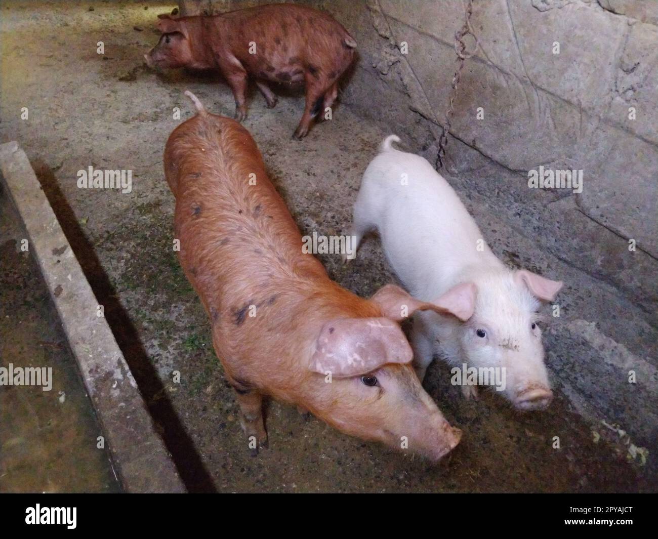 Drei kleine Schweine in einem Stall. Fröhliche Tiere in der Scheune. Mastschweine. Ferkel schauen in die Kamera. Zwei rotbraune Schweine und ein P. Stockfoto Drei kleine Schweine in einem Stall. Fröhliche Tiere in der Scheune. Mastschweine. Ferkel schauen in die Kamera. Zwei rotbraune Schweine und ein P. Stockfoto