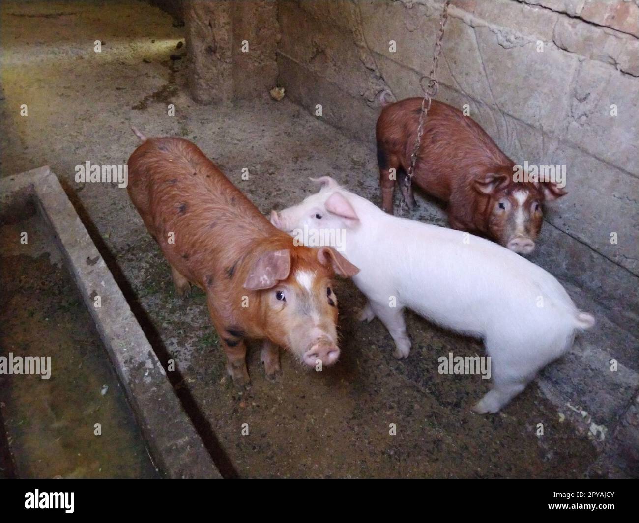 Drei kleine Schweine in einem Stall. Fröhliche Tiere in der Scheune. Mastschweine. Ferkel schauen in die Kamera. Zwei rotbraune Schweine und ein rosa-weißes Stockfoto Drei kleine Schweine in einem Stall. Fröhliche Tiere in der Scheune. Mastschweine. Ferkel schauen in die Kamera. Zwei rotbraune Schweine und ein rosa-weißes Stockfoto