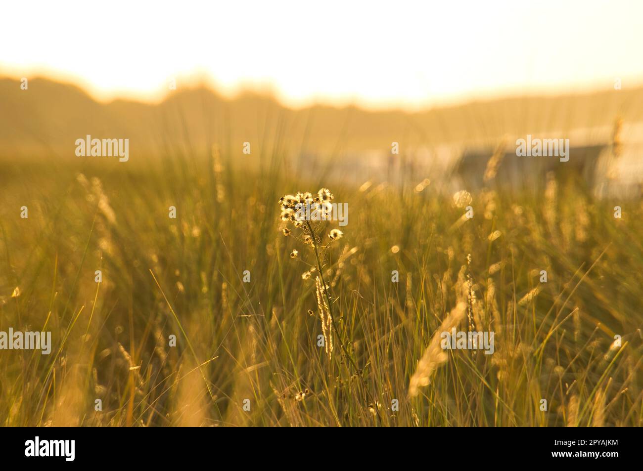 Graswiesen mit Büschen und Blumen auf einer Düne an der Küste bei Sonnenuntergang. Die Natur Stockfoto