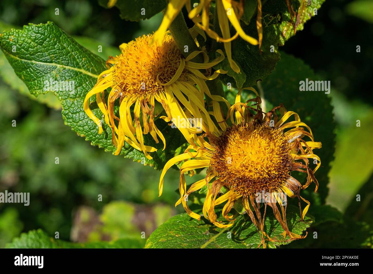 ArnikablÃ¼te Stockfoto