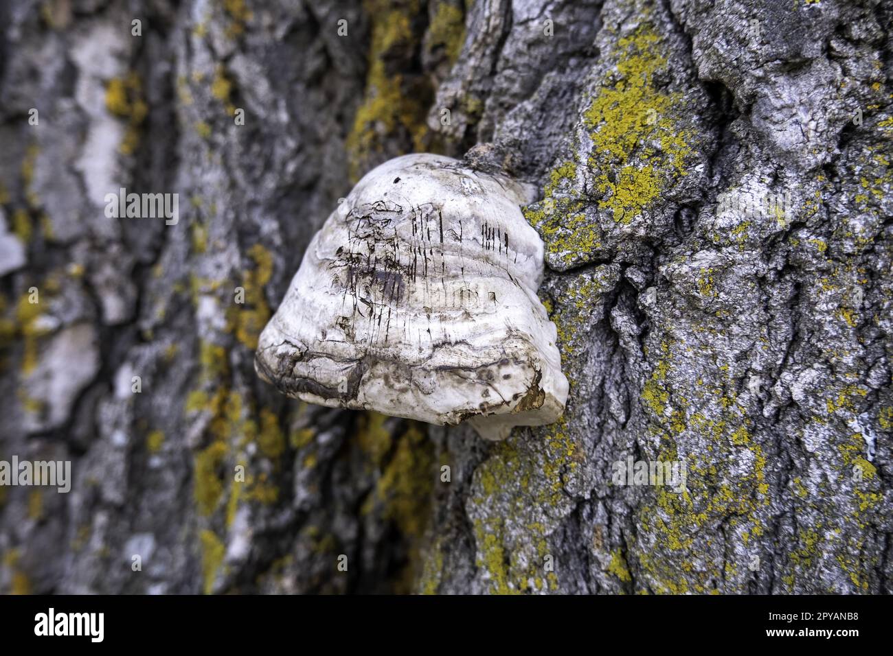 Pilze auf einem Baumstamm Stockfoto