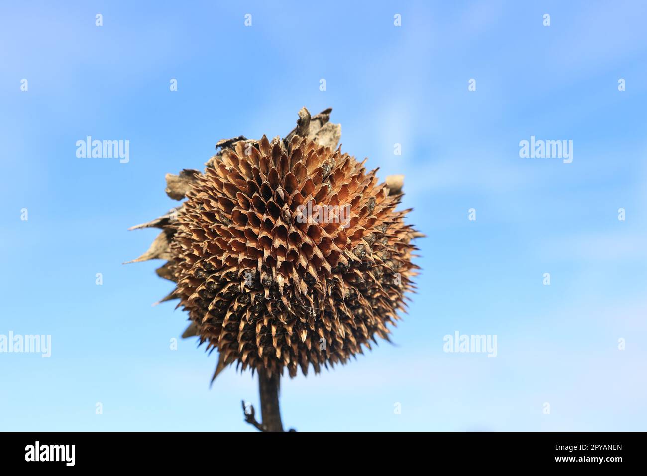 Leere Blüte einer Sonnenblume vor einem blauen Himmel Stockfoto