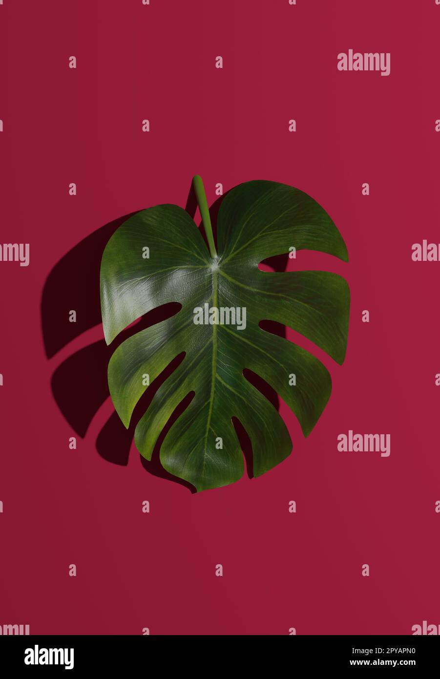 Blätter von Monstera deliciosa auf magentafarbenem Hintergrund Stockfoto
