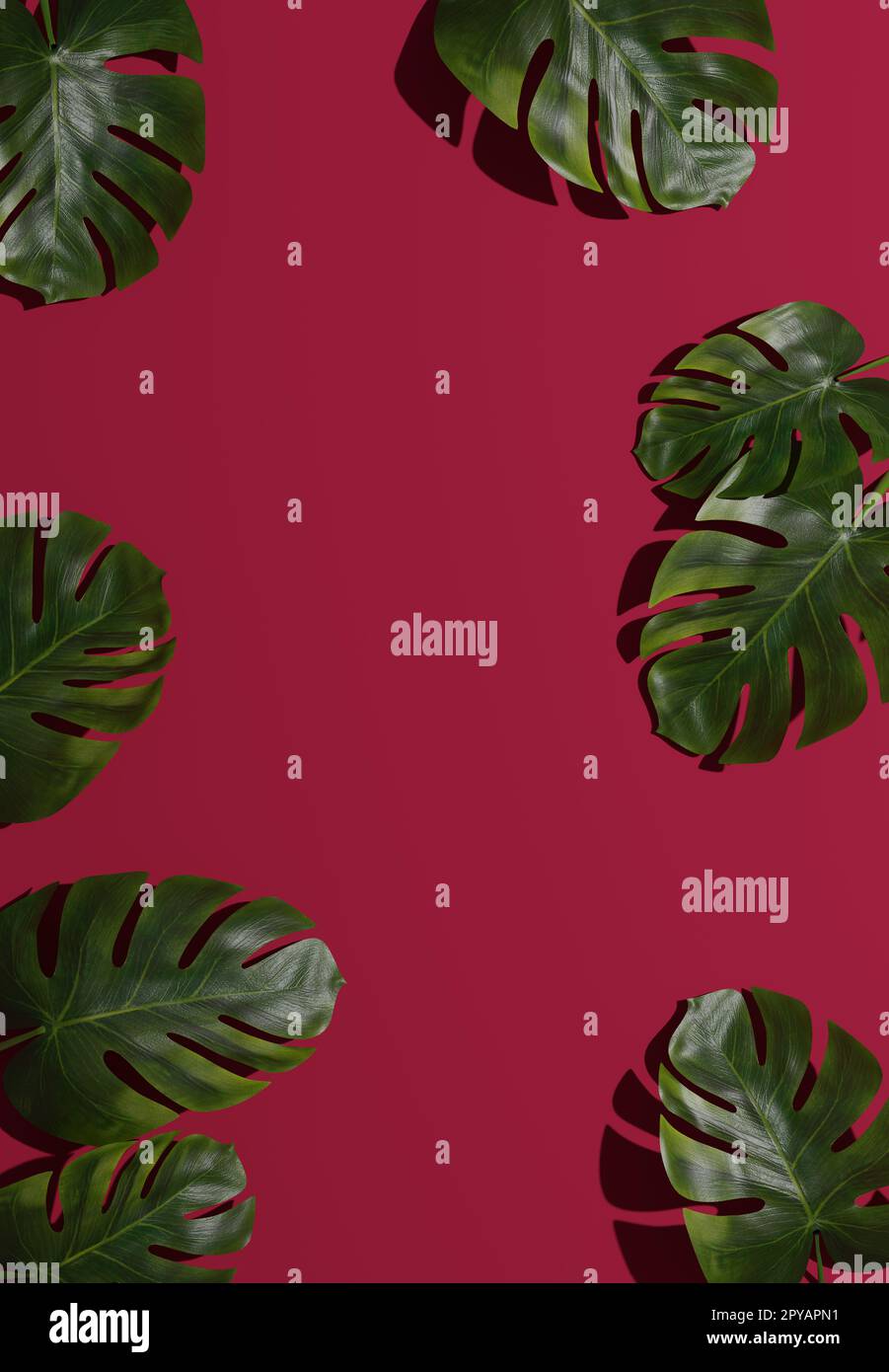 Blätter von Monstera deliciosa auf magentafarbenem Hintergrund Stockfoto