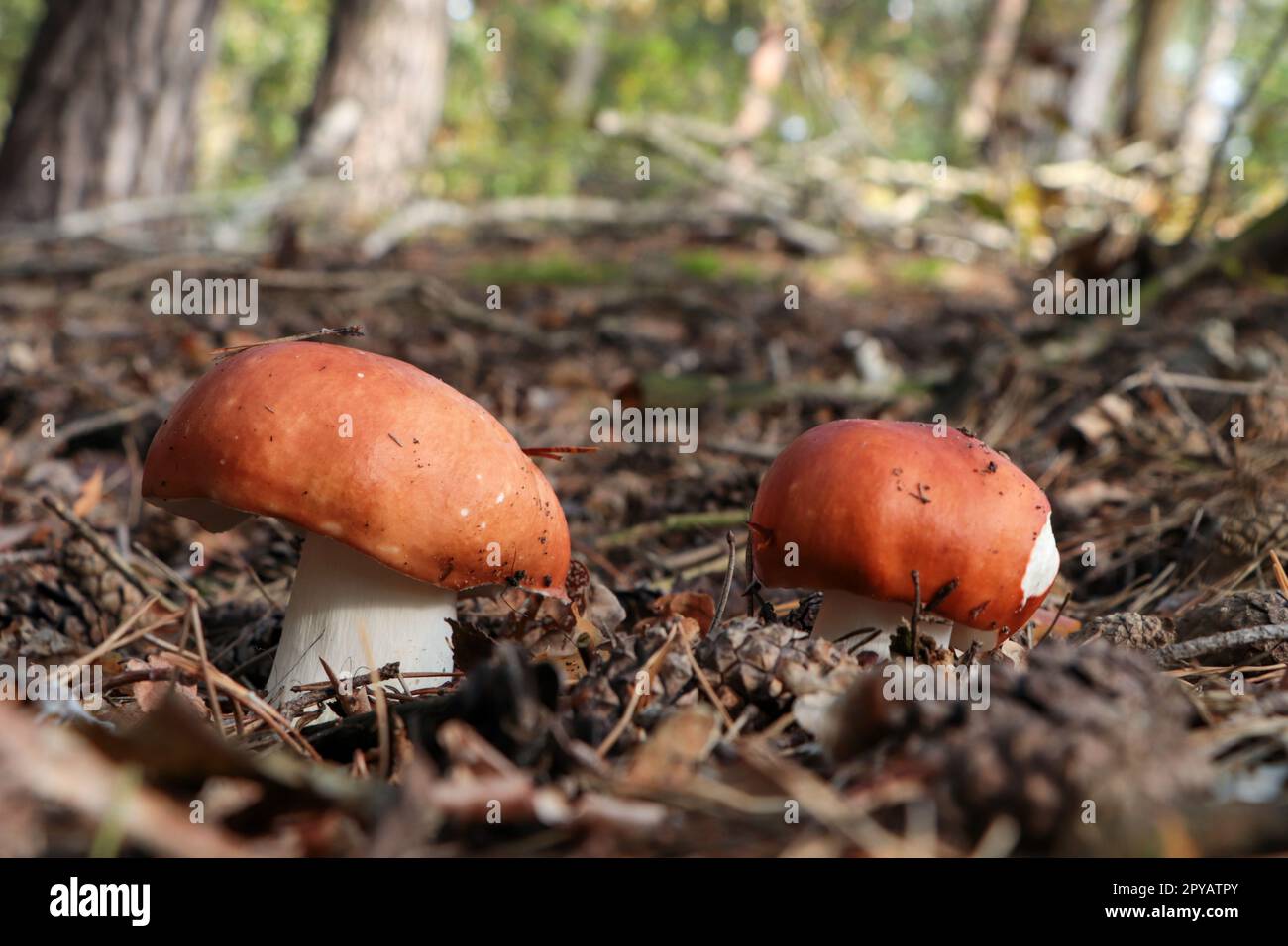Russula-Pilze wachsen im Wald, Nahaufnahme Stockfoto