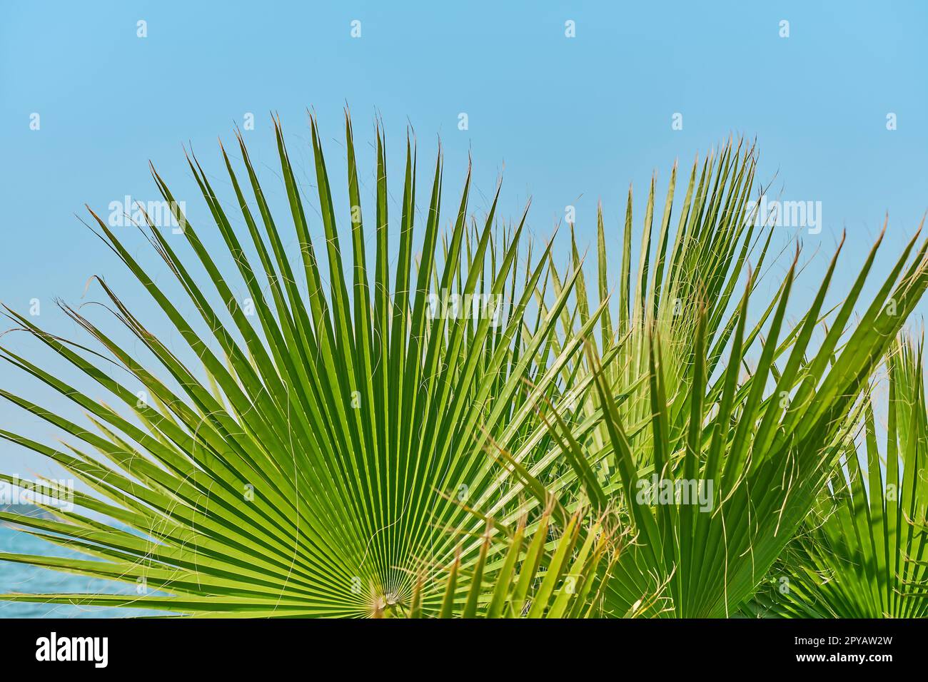 Palmenblüten in Nahaufnahme vor dem Hintergrund des blauen Himmels, Bildschirmschoner und Hintergrund für Werbung, Tapetenidee. Sommerferien auf der mediterra Stockfoto