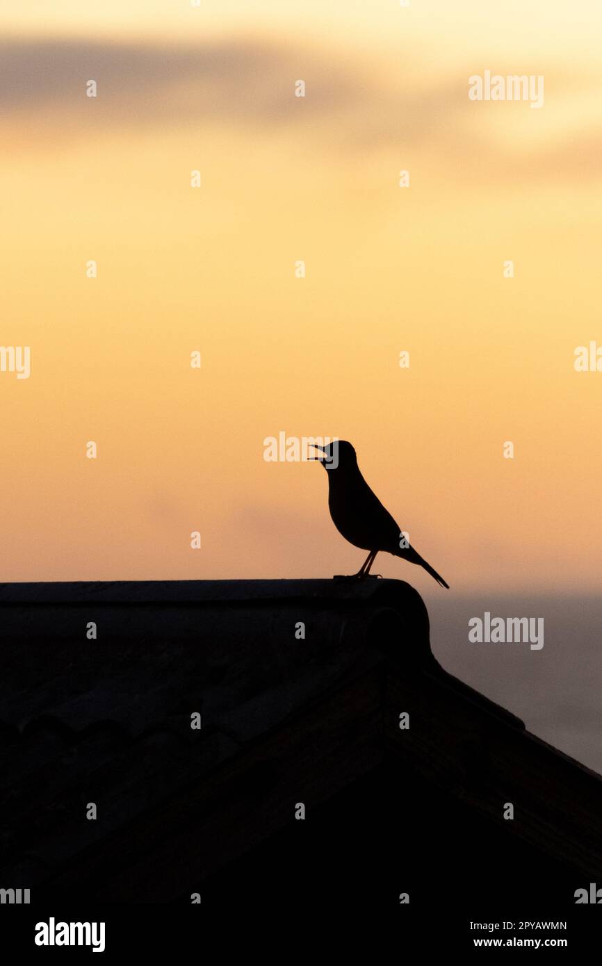 Vogel bei Sonnenuntergang Stockfoto