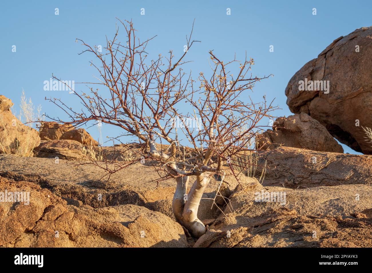 Blattloser Baum auf einem felsigen Hügel, zwischen großen orangefarbenen Felsen, Felsen. Region Kunene, Namibia Stockfoto