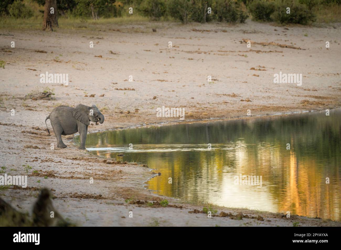 Elefantenbaby (Loxodonta Africana), trinkt am Flussufer Trinkwasser. Afrikanische Elefantenfamilie. Caprivi-Streifen, Namibia, Afrika Stockfoto