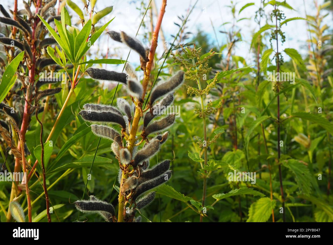 Lupine, Wolfsbohne, Lupinus - eine Gattung von Pflanzen der Leguminosen-Familie Fabaceae. Trockene Samen in einer Bohne. Fortpflanzung durch Samen. Lupinen im Garten oder auf der Wiese. Zucht und Pflege der Lupinen. Bluebonnet. Stockfoto