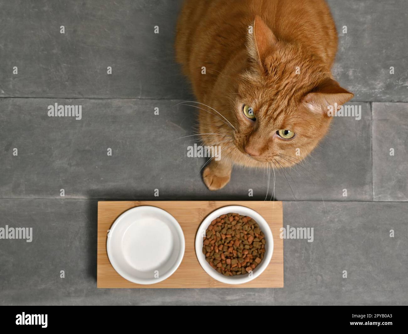 Geschnittene Ingwerkatze, die auf Essen wartet, direkt von oben gesehen. Stockfoto