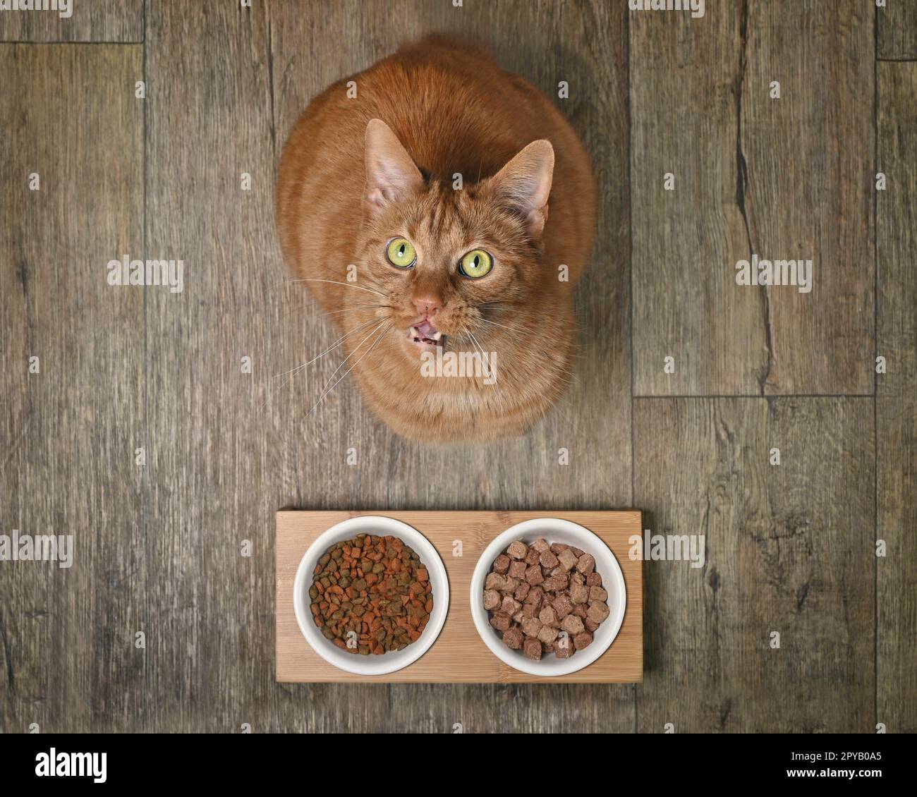 Lustige Ingwerkatze neben einer Doppelfütterung, die neugierig auf die Kamera schaut. Stockfoto
