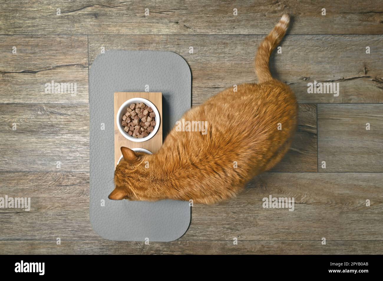 Ingwerkatze isst Essen aus einer Doppelschüssel, direkt von oben gesehen. Stockfoto