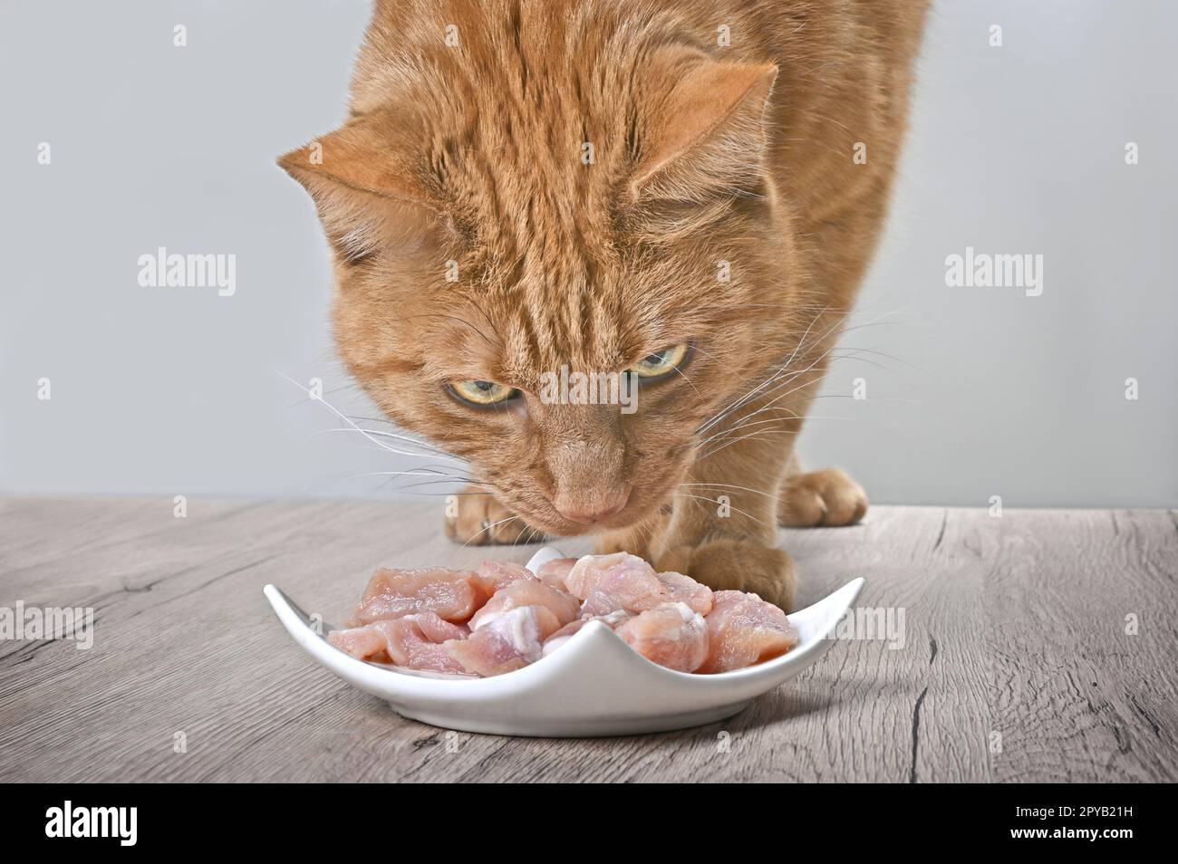 Tabby-Katze, die neugierig auf einen Teller mit frischem Fleisch auf dem Tisch ist. Stockfoto