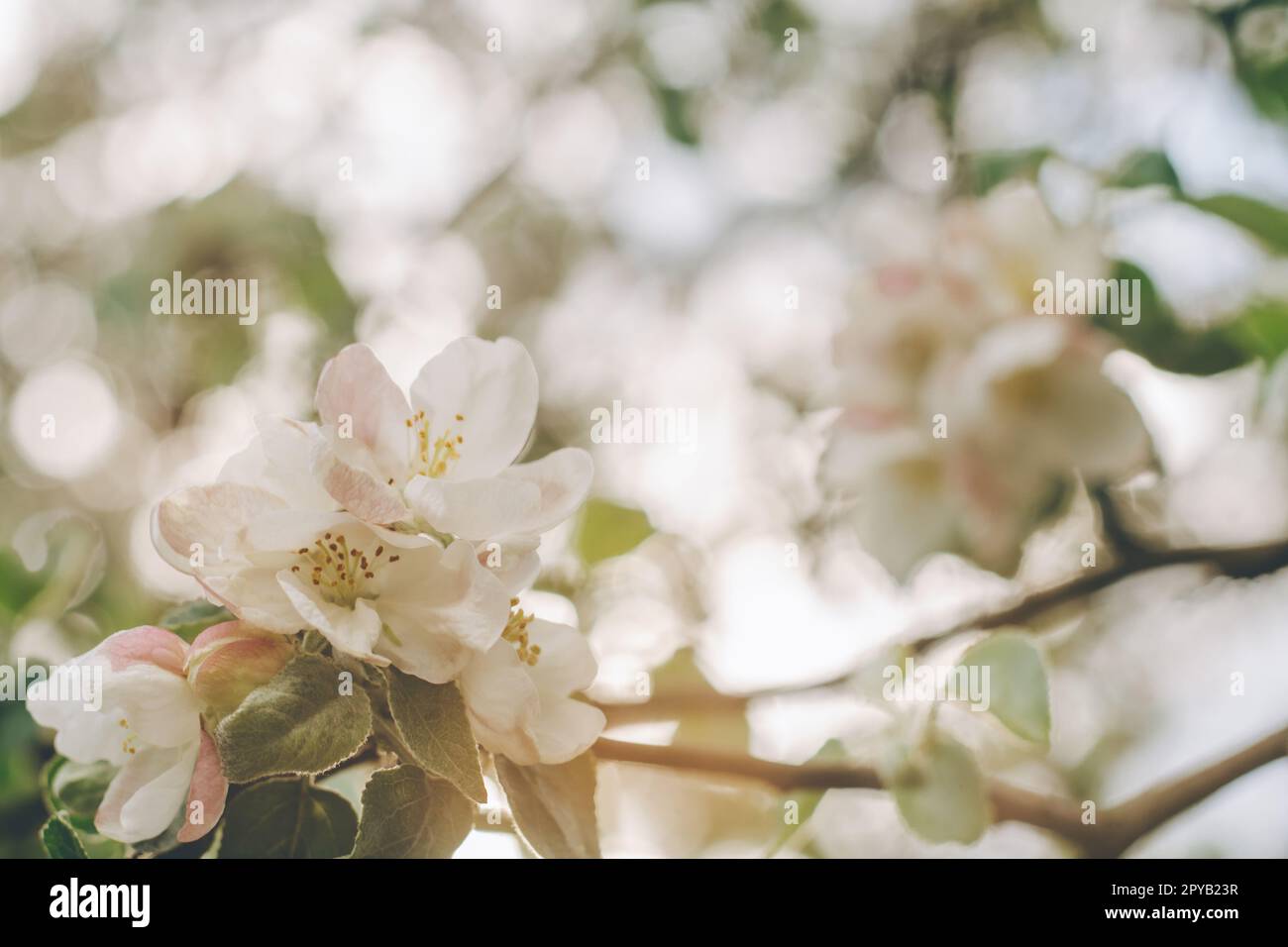 Verschwommener kreativer Hintergrund von blühenden Apfelblumen mit Bokeh. Weiße Unschärfe-Blüten von Obstbäumen im Frühling Stockfoto