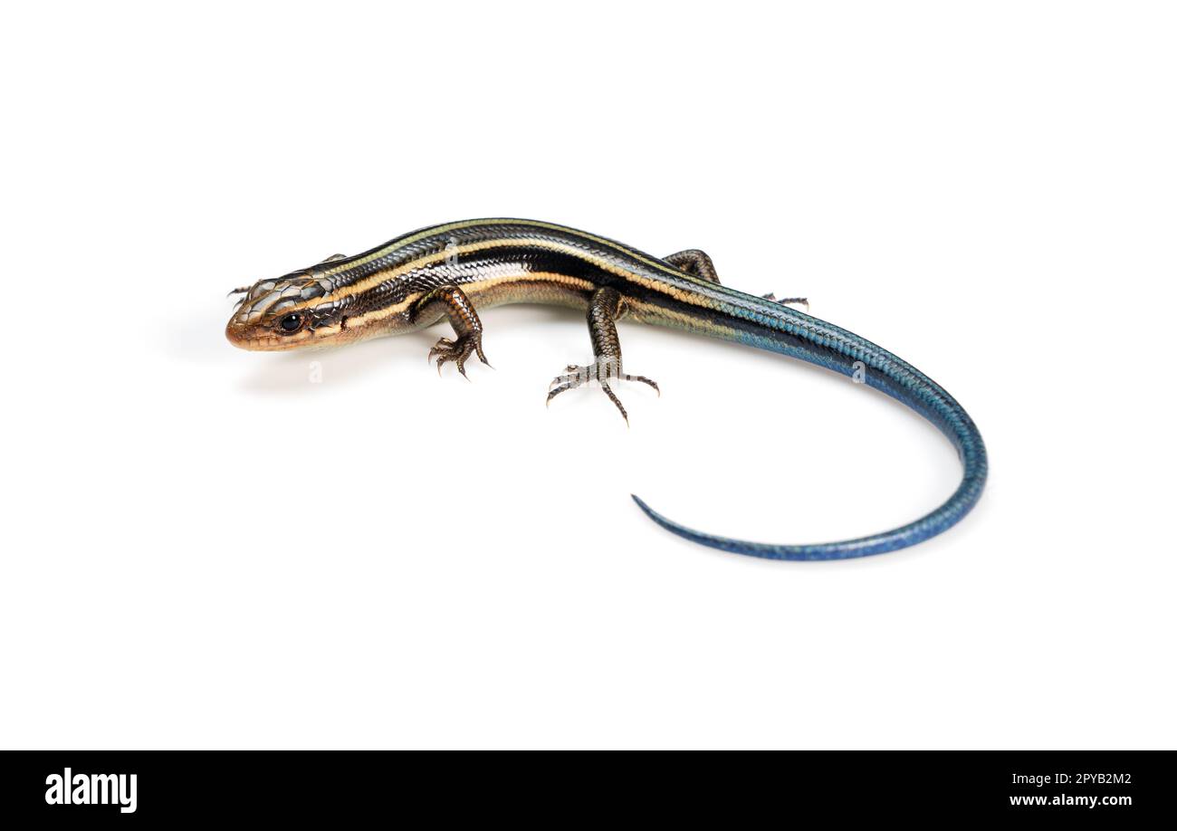 Japanischer Skink mit fünf Linien auf weißem Hintergrund Stockfoto