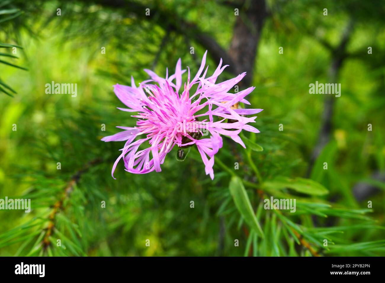 Wiesenmaisblume Centaurea jacea ist eine Ackerpflanze, eine Art der Gattung Cornflower der Familie Asteraceae oder Asteraceae. Wächst auf Wiesen und Waldkanten. Violette, elegante Blume. Karelien Stockfoto