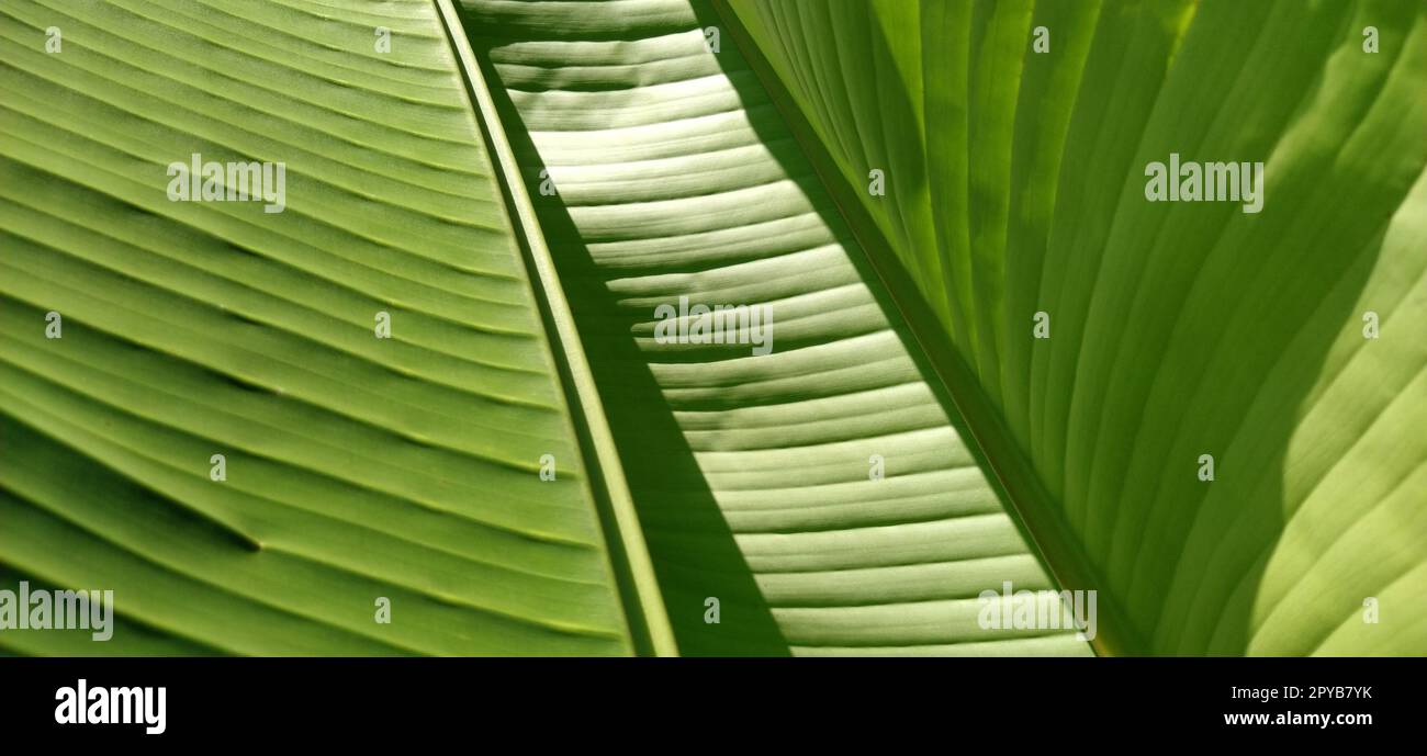 Grüne Bananenblätter in der Natur, Bananeninsel Stockfoto
