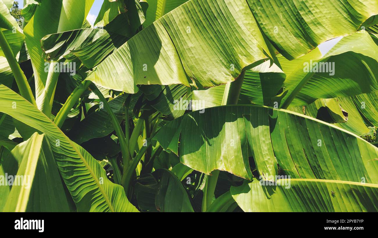 Green Banana Leaf in der Natur, Banana leaf Stockfoto