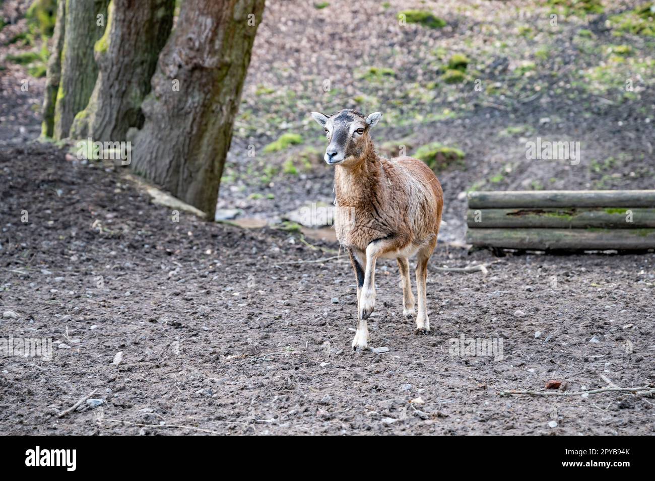 Einzelne Ziege, die auf einem Hügel steht und das Tal betrachtet, ein Vorderbein hebt, Wildpark Brudergrund, Erbach, Deutschland Stockfoto