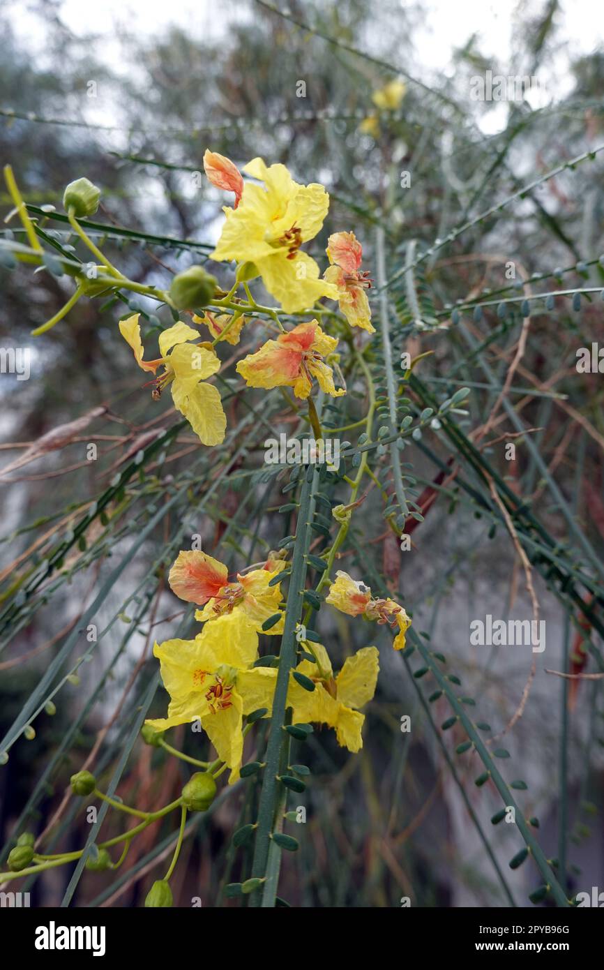 Jerusalemsdorn - Parkinsonia aculeata Stockfoto